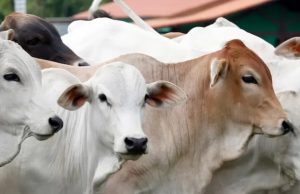 Kata Walikota Palembang : Warga Harus Selektif Pilih Hewan Kurban
