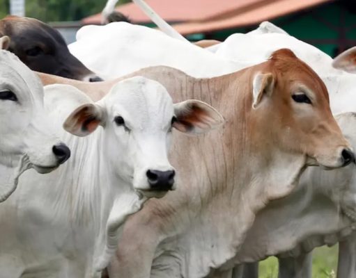 Kata Walikota Palembang : Warga Harus Selektif Pilih Hewan Kurban