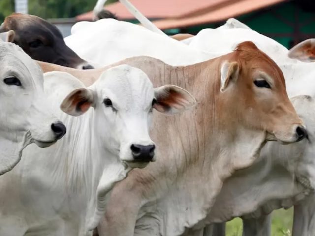 sapi