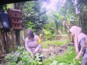 Bhabinkamtibmas Polsek Tungkal Ilir Ajak Warga Desa Bentayan Sukseskan Program Pekarangan Pangan Bergizi