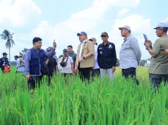Gubernur Herman Deru Pimpin Panen Raya IP 200 di Ogan Ilir, Targetkan Produksi Gabah Sumsel Tembus 5 Juta Ton