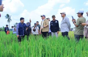 Gubernur Herman Deru Pimpin Panen Raya IP 200 di Ogan Ilir, Targetkan Produksi Gabah Sumsel Tembus 5 Juta Ton