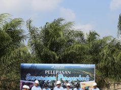 PT Prime Agri Resources Tbk Lepas Serangga Penyerbuk Asal Tanzania di Sumatera Selatan untuk Memperkuat Ketahanan Penyerbukan Kelapa Sawit.
